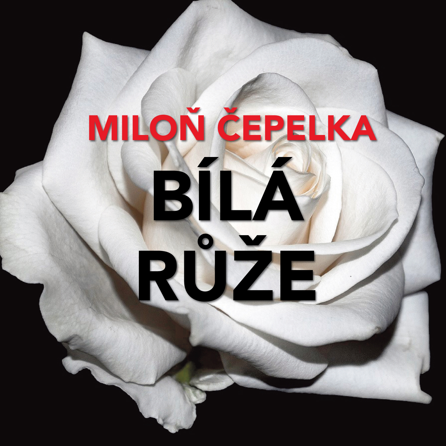 Bílá růže